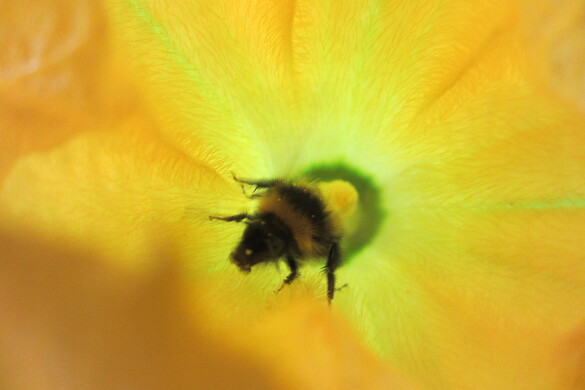 Eine Hummel auf einer Bl&uuml;te