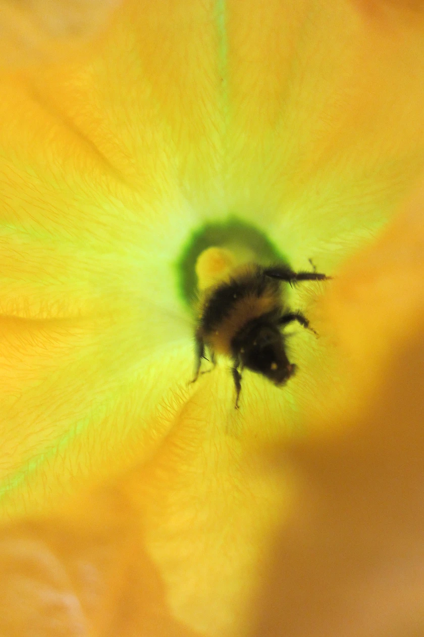 Eine Hummel auf einer Bl&uuml;te
