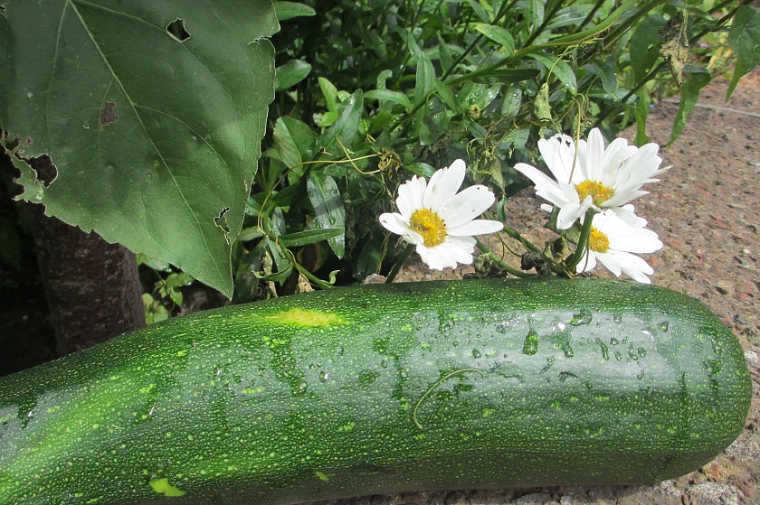 Zucchini und G&auml;nsebl&uuml;mchen
